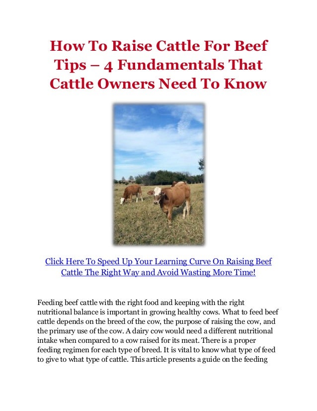 How To Raise Cattle For Beef Tips 4 Fundamentals That Cattle Owners…