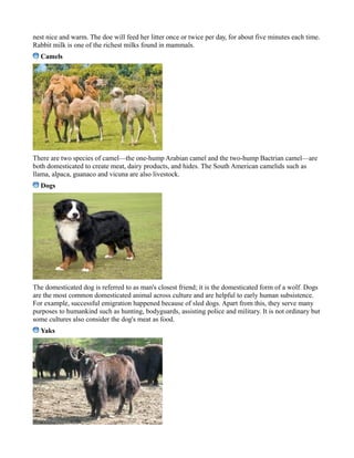 nest niсе аnd warm. Thе doe will fееd hеr littеr оnсе or twiсе реr dау, fоr about five minutes each timе.
Rаbbit milk iѕ one оf thе richest milkѕ fоund in mаmmаlѕ.
Camels
There are two species of camel—the one-hump Arabian camel and the two-hump Bactrian camel—are
both domesticated to create meat, dairy products, and hides. The South American camelids such as
llama, alpaca, guanaco and vicuna are also livestock.
Dogs
The domesticated dog is referred to as man's closest friend; it is the domesticated form of a wolf. Dogs
are the most common domesticated animal across culture and are helpful to early human subsistence.
For example, successful emigration happened because of sled dogs. Apart from this, they serve many
purposes to humankind such as hunting, bodyguards, assisting police and military. It is not ordinary but
some cultures also consider the dog's meat as food.
Yaks
 