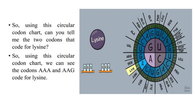 How to read a codons chart | PDF