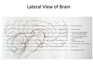 Lateral View of Brain
 