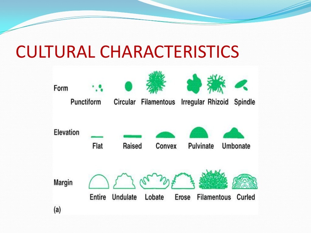 How to read a culture plate
