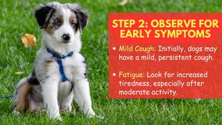 STEP 2: OBSERVE FOR
EARLY SYMPTOMS
Mild Cough: Initially, dogs may
have a mild, persistent cough.
Fatigue: Look for increased
tiredness, especially after
moderate activity.
 