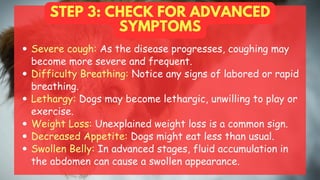 STEP 3: CHECK FOR ADVANCED
SYMPTOMS
Severe cough: As the disease progresses, coughing may
become more severe and frequent.
Difficulty Breathing: Notice any signs of labored or rapid
breathing.
Lethargy: Dogs may become lethargic, unwilling to play or
exercise.
Weight Loss: Unexplained weight loss is a common sign.
Decreased Appetite: Dogs might eat less than usual.
Swollen Belly: In advanced stages, fluid accumulation in
the abdomen can cause a swollen appearance.
 