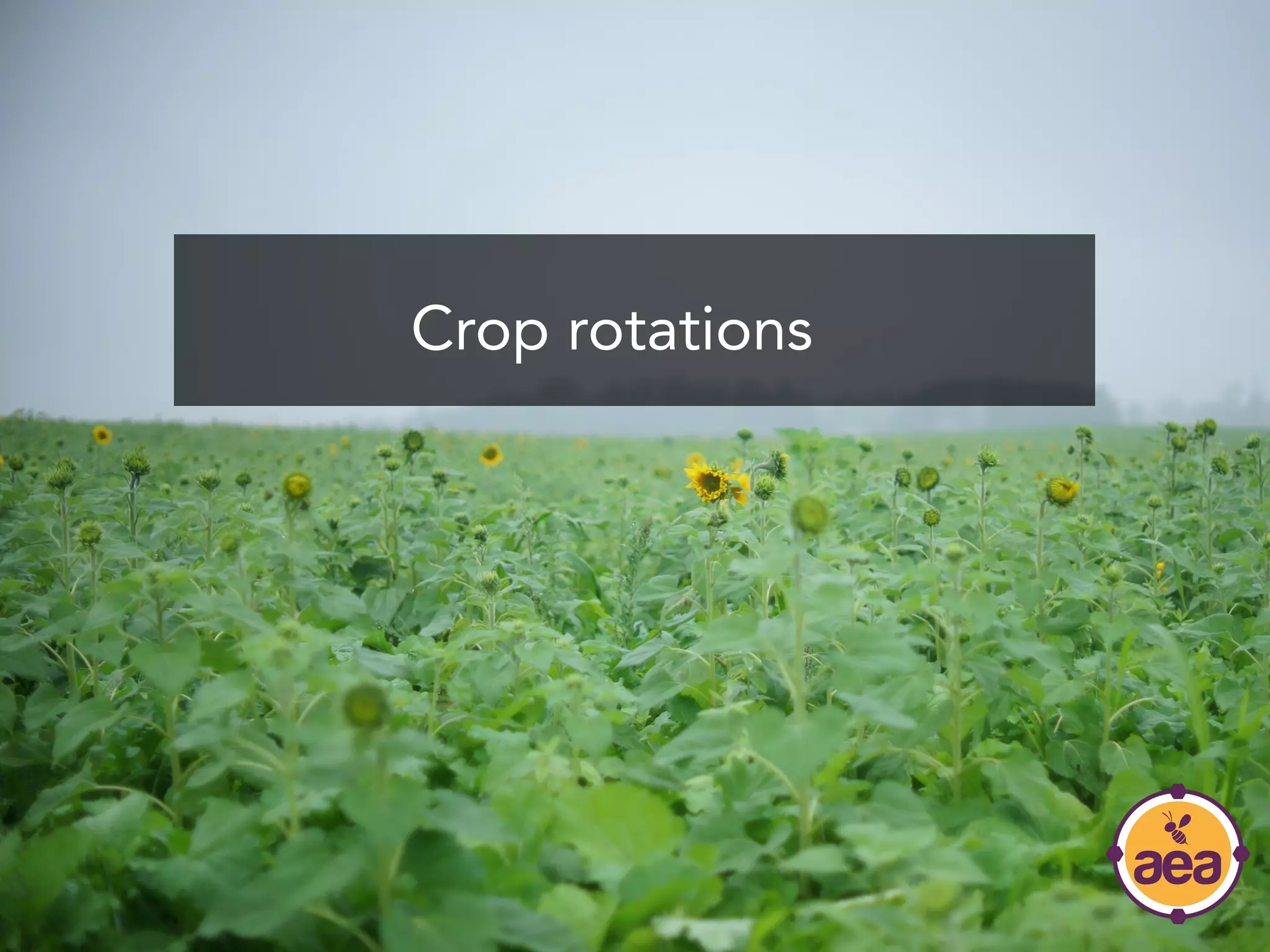Crop rotations
