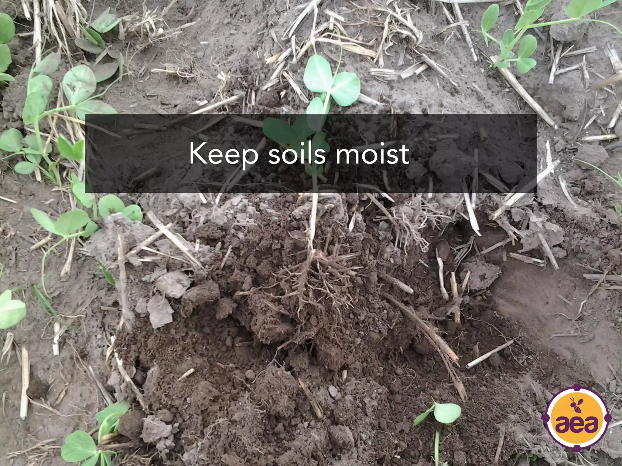 Keep soils moist