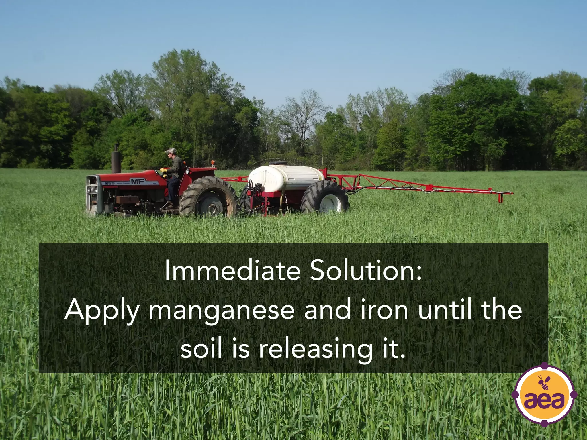 Immediate Solution:
Apply manganese and iron until the
soil is releasing it.