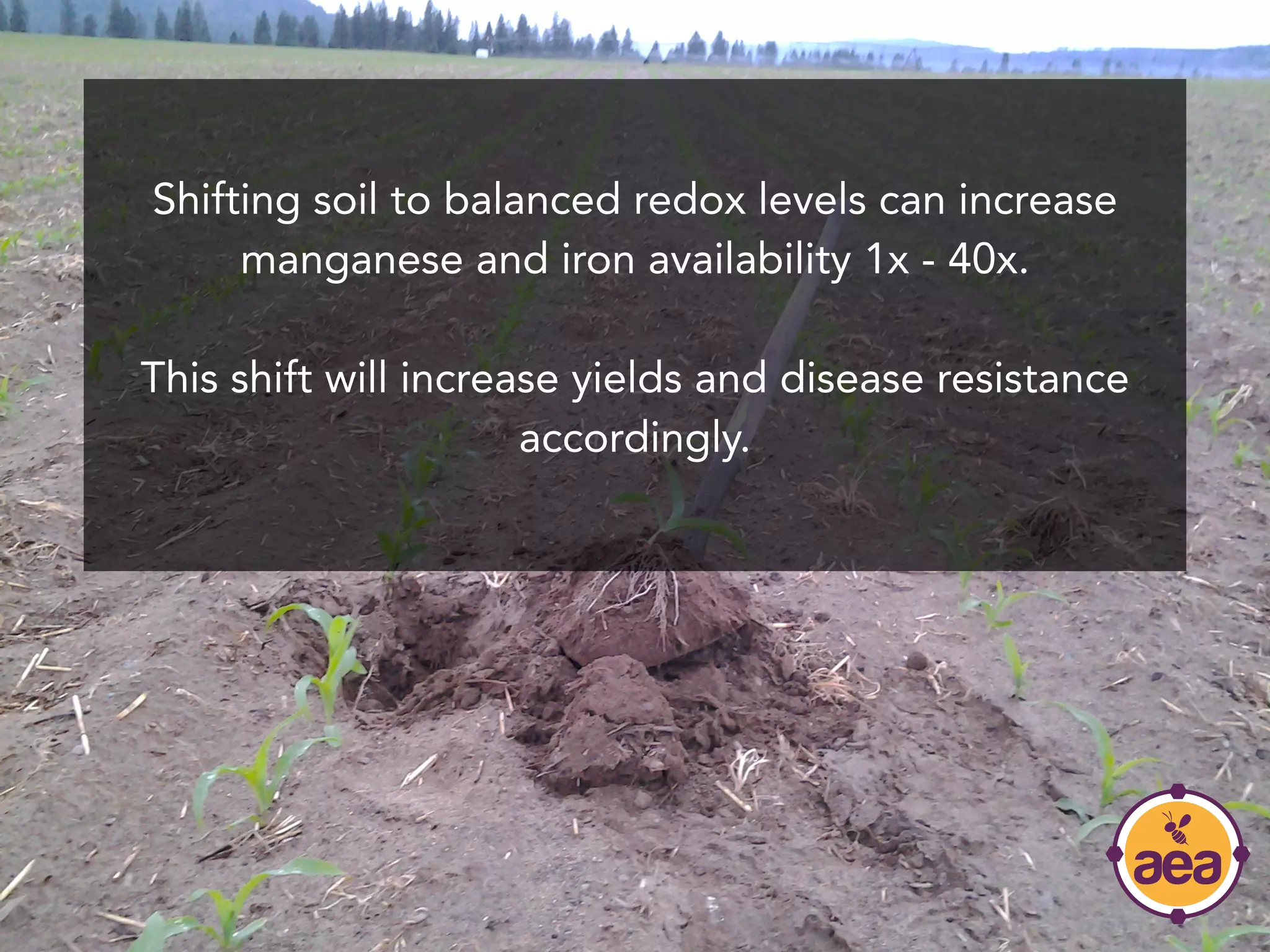 Shifting soil to balanced redox levels can increase
manganese and iron availability 1x - 40x.
This shift will increase yields and disease resistance
accordingly.