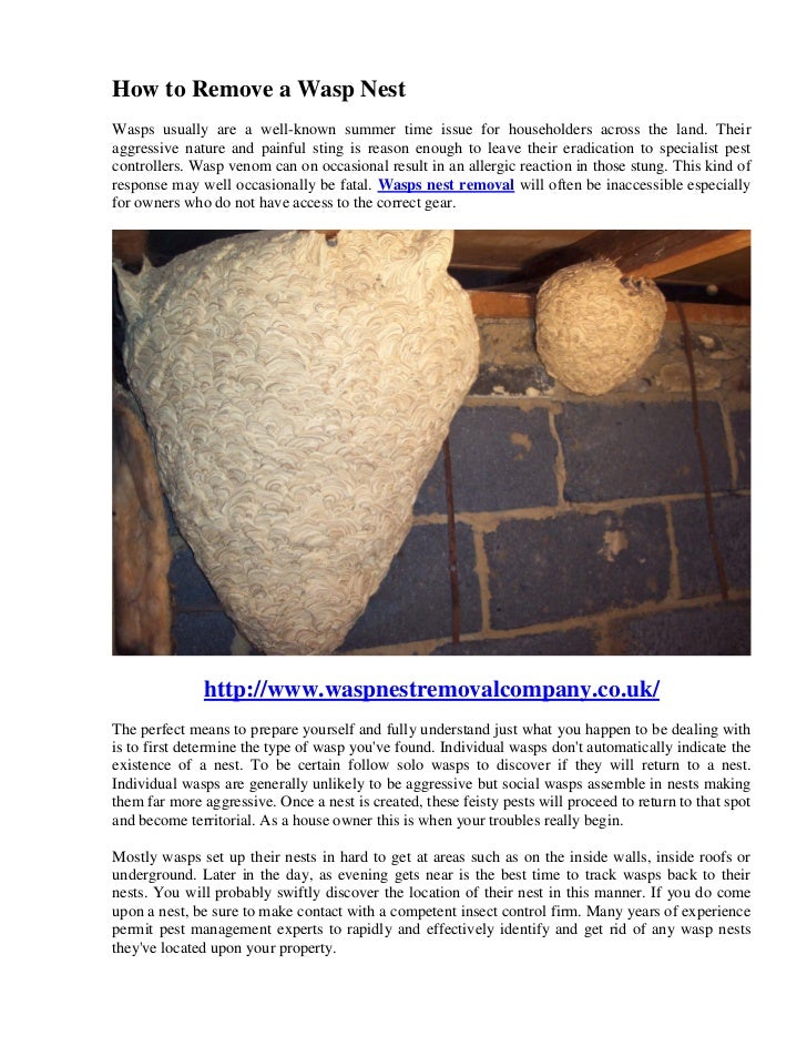 How To Remove A Wasp Nest How To Remove A Wasp Nest