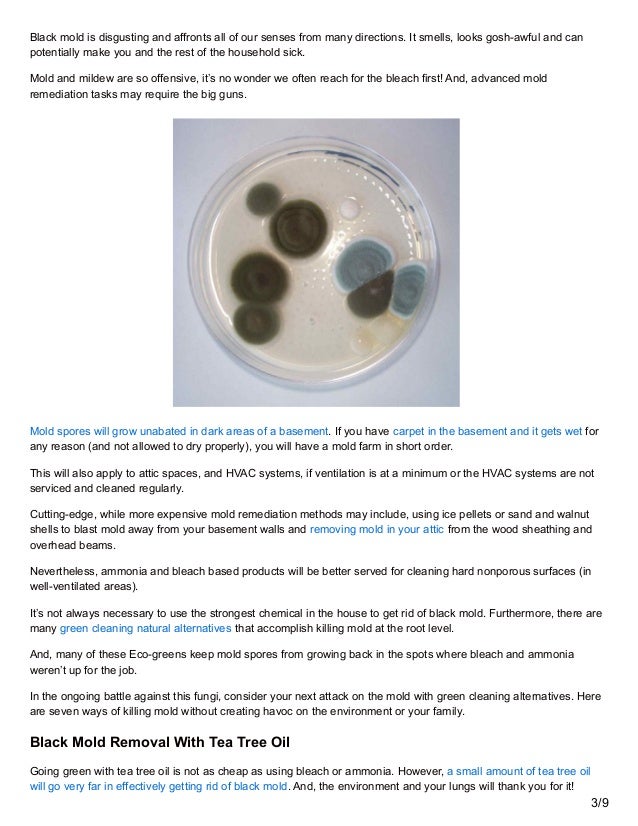 How to Kill Black Mold without Killing the Environment …