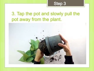 3. Tap the pot and slowly pull the
pot away from the plant.
 