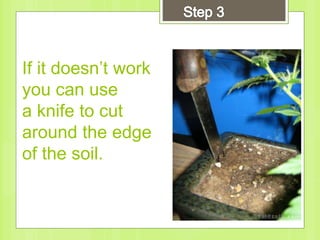 If it doesn’t work
you can use
a knife to cut
around the edge
of the soil.
 