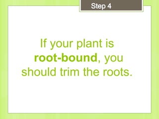 If your plant is
root-bound, you
should trim the roots.
 