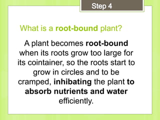 What is a root-bound plant?
A plant becomes root-bound
when its roots grow too large for
its cointainer, so the roots start to
grow in circles and to be
cramped, inhibating the plant to
absorb nutrients and water
efficiently.
 