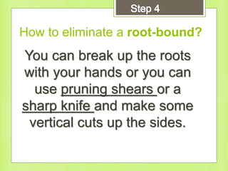 How to eliminate a root-bound?
You can break up the roots
with your hands or you can
use pruning shears or a
sharp knife and make some
vertical cuts up the sides.
 
