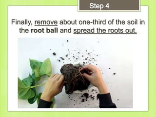 Finally, remove about one-third of the soil in
the root ball and spread the roots out.
 