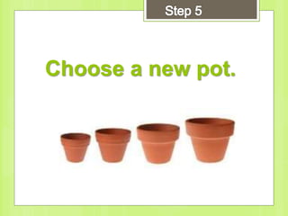 Choose a new pot.
 