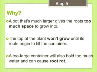 Why?
A pot that's much larger gives the roots too
much space to grow into.
The top of the plant won't grow until its
roots begin to fill the container.
A too-large container will also hold too much
water and can cause root rot.
 