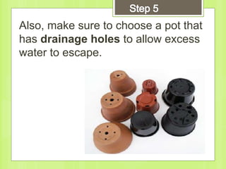 Also, make sure to choose a pot that
has drainage holes to allow excess
water to escape.
 