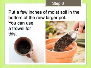 Put a few inches of moist soil in the
bottom of the new larger pot.
You can use
a trowel for
this.
 