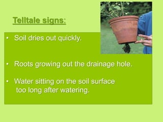 Telltale signs:
• Soil dries out quickly.
• Roots growing out the drainage hole.
• Water sitting on the soil surface
too long after watering.
 