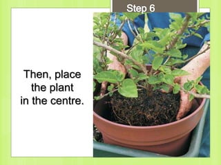Then, place
the plant
in the centre.
 