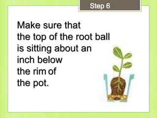 Make sure that
the top of the root ball
is sitting about an
inch below
the rim of
the pot.
 