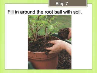 Fill in around the root ball with soil.
 