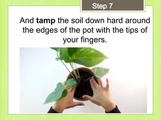 And tamp the soil down hard around
the edges of the pot with the tips of
your fingers.
 