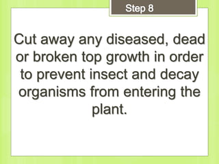 Cut away any diseased, dead
or broken top growth in order
to prevent insect and decay
organisms from entering the
plant.
 