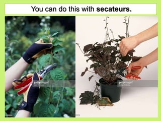 You can do this with secateurs.
 