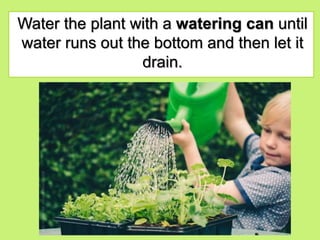 Water the plant with a watering can until
water runs out the bottom and then let it
drain.
 