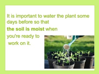 It is important to water the plant some
days before so that
the soil is moist when
you're ready to
work on it.
 
