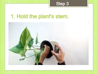 1. Hold the plant's stem.
 