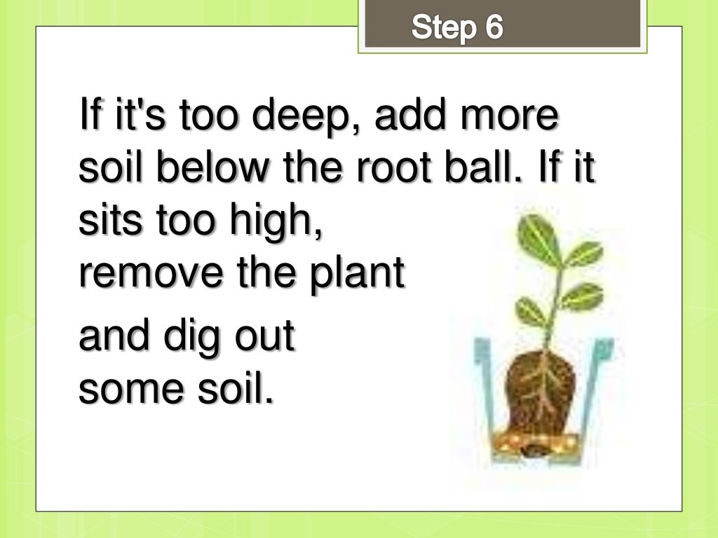 How to repot a plant