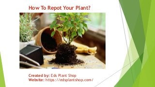How To Repot Your Plant?
Created by: Eds Plant Shop
Website: https://edsplantshop.com/
 