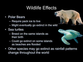 Wildlife Effects
• Polar Bears
– Require pack ice to live
– Might eventually go extinct in the wild
• Sea turtles
– Breed on the same islands as
their birth
– Could go extinct on some islands
as beaches are flooded
• Other species may go extinct as rainfall patterns
change throughout the world
 