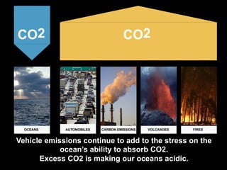 Vehicle emissions continue to add to the stress on the
ocean’s ability to absorb CO2.
Excess CO2 is making our oceans acidic.
OCEANSOCEANS VOLCANOES FIRESCARBON EMISSIONSAUTOMOBILES
CO2 CO2
 