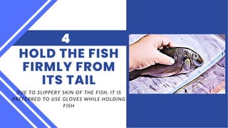DUE TO SLIPPERY SKIN OF THE FISH, IT IS
PREFERRED TO USE GLOVES WHILE HOLDING
FISH
HOLD THE FISH
FIRMLY FROM
ITS TAIL
4
 