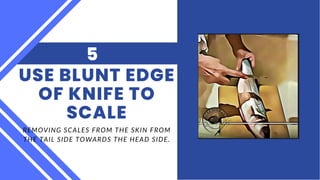 REMOVING SCALES FROM THE SKIN FROM
THE TAIL SIDE TOWARDS THE HEAD SIDE.
USE BLUNT EDGE
OF KNIFE TO
SCALE
5
 