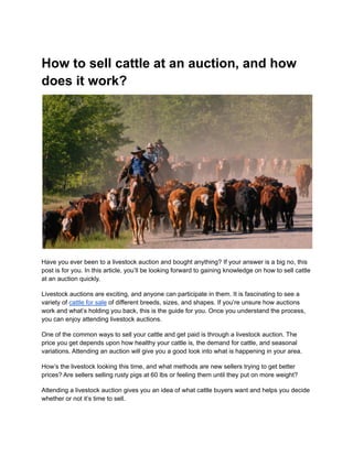 How to sell cattle at an auction, and how
does it work?
Have you ever been to a livestock auction and bought anything? If your answer is a big no, this
post is for you. In this article, you’ll be looking forward to gaining knowledge on how to sell cattle
at an auction quickly.
Livestock auctions are exciting, and anyone can participate in them. It is fascinating to see a
variety of cattle for sale of different breeds, sizes, and shapes. If you’re unsure how auctions
work and what’s holding you back, this is the guide for you. Once you understand the process,
you can enjoy attending livestock auctions.
One of the common ways to sell your cattle and get paid is through a livestock auction. The
price you get depends upon how healthy your cattle is, the demand for cattle, and seasonal
variations. Attending an auction will give you a good look into what is happening in your area.
How’s the livestock looking this time, and what methods are new sellers trying to get better
prices? Are sellers selling rusty pigs at 60 lbs or feeling them until they put on more weight?
Attending a livestock auction gives you an idea of what cattle buyers want and helps you decide
whether or not it’s time to sell.
 