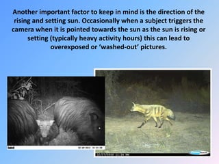 Another important factor to keep in mind is the direction of the
rising and setting sun. Occasionally when a subject triggers the
camera when it is pointed towards the sun as the sun is rising or
setting (typically heavy activity hours) this can lead to
overexposed or ‘washed-out’ pictures.
 