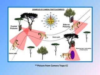 **Picture from Camera Traps CC
 