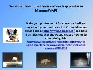 We would love to see your camera trap photos in
MammalMAP!
Make your photos count for conservation!! You
can submit your photos via the Virtual Museum
upload site at http://vmus.adu.org.za/ and here
is a slideshow that shows you exactly how to go
about doing this:
http://www.slideshare.net/meganloftieeaton/how-to-
submit-records-to-the-animal-demography-units-virtual-
museums-28710898
 