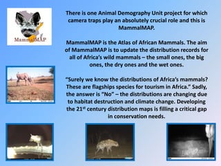 There is one Animal Demography Unit project for which
camera traps play an absolutely crucial role and this is
MammalMAP.
MammalMAP is the Atlas of African Mammals. The aim
of MammalMAP is to update the distribution records for
all of Africa’s wild mammals – the small ones, the big
ones, the dry ones and the wet ones.
“Surely we know the distributions of Africa’s mammals?
These are flagships species for tourism in Africa.” Sadly,
the answer is “No” – the distributions are changing due
to habitat destruction and climate change. Developing
the 21st century distribution maps is filling a critical gap
in conservation needs.
 