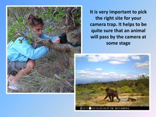 It is very important to pick
the right site for your
camera trap. It helps to be
quite sure that an animal
will pass by the camera at
some stage
 
