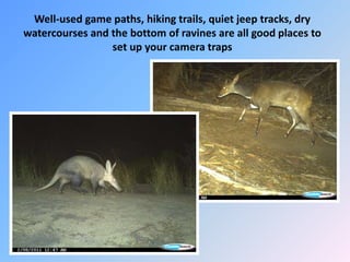 Well-used game paths, hiking trails, quiet jeep tracks, dry
watercourses and the bottom of ravines are all good places to
set up your camera traps
 
