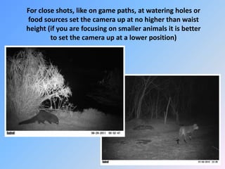For close shots, like on game paths, at watering holes or
food sources set the camera up at no higher than waist
height (if you are focusing on smaller animals it is better
to set the camera up at a lower position)
 
