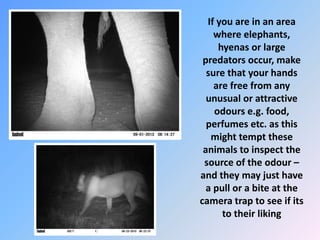 If you are in an area
where elephants,
hyenas or large
predators occur, make
sure that your hands
are free from any
unusual or attractive
odours e.g. food,
perfumes etc. as this
might tempt these
animals to inspect the
source of the odour –
and they may just have
a pull or a bite at the
camera trap to see if its
to their liking
 
