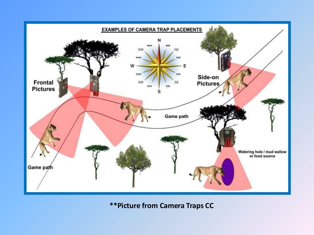 HOW TO SET UP A CAMERA TRAP