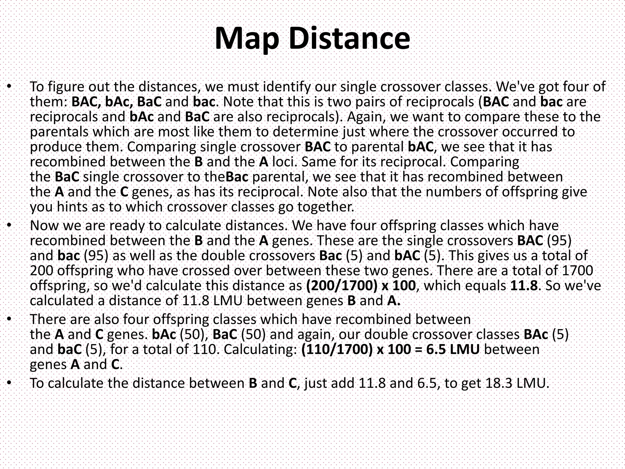 Map Distance
• To figure out the distances, we must identify our single crossover classes. We've got four of
them: BAC, bAc, BaC and bac. Note that this is two pairs of reciprocals (BAC and bac are
reciprocals and bAc and BaC are also reciprocals). Again, we want to compare these to the
parentals which are most like them to determine just where the crossover occurred to
produce them. Comparing single crossover BAC to parental bAC, we see that it has
recombined between the B and the A loci. Same for its reciprocal. Comparing
the BaC single crossover to theBac parental, we see that it has recombined between
the A and the C genes, as has its reciprocal. Note also that the numbers of offspring give
you hints as to which crossover classes go together.
• Now we are ready to calculate distances. We have four offspring classes which have
recombined between the B and the A genes. These are the single crossovers BAC (95)
and bac (95) as well as the double crossovers Bac (5) and bAC (5). This gives us a total of
200 offspring who have crossed over between these two genes. There are a total of 1700
offspring, so we'd calculate this distance as (200/1700) x 100, which equals 11.8. So we've
calculated a distance of 11.8 LMU between genes B and A.
• There are also four offspring classes which have recombined between
the A and C genes. bAc (50), BaC (50) and again, our double crossover classes BAc (5)
and baC (5), for a total of 110. Calculating: (110/1700) x 100 = 6.5 LMU between
genes A and C.
• To calculate the distance between B and C, just add 11.8 and 6.5, to get 18.3 LMU.
 
